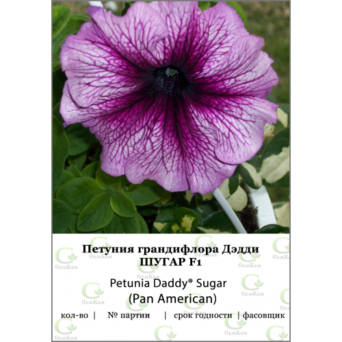 Петуния грандифлора Дэдди Шугар F1 100др (PanAmerican Seed)